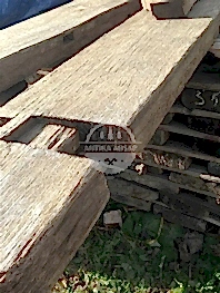 Antik Meşe